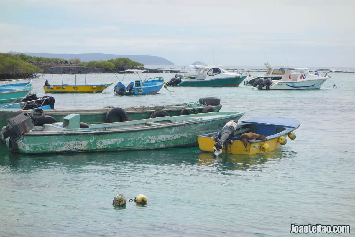 Isabela Island Galapagos in Ecuador