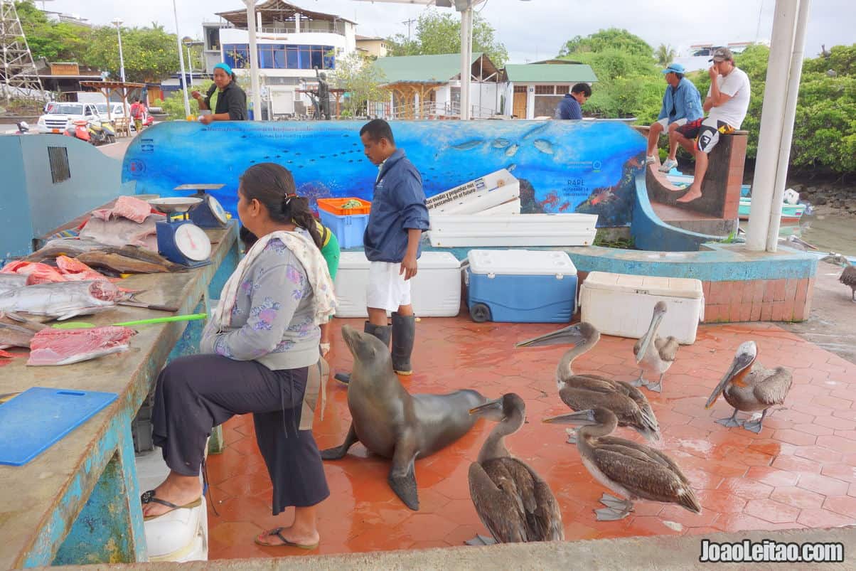 Santa Cruz Island in Ecuador