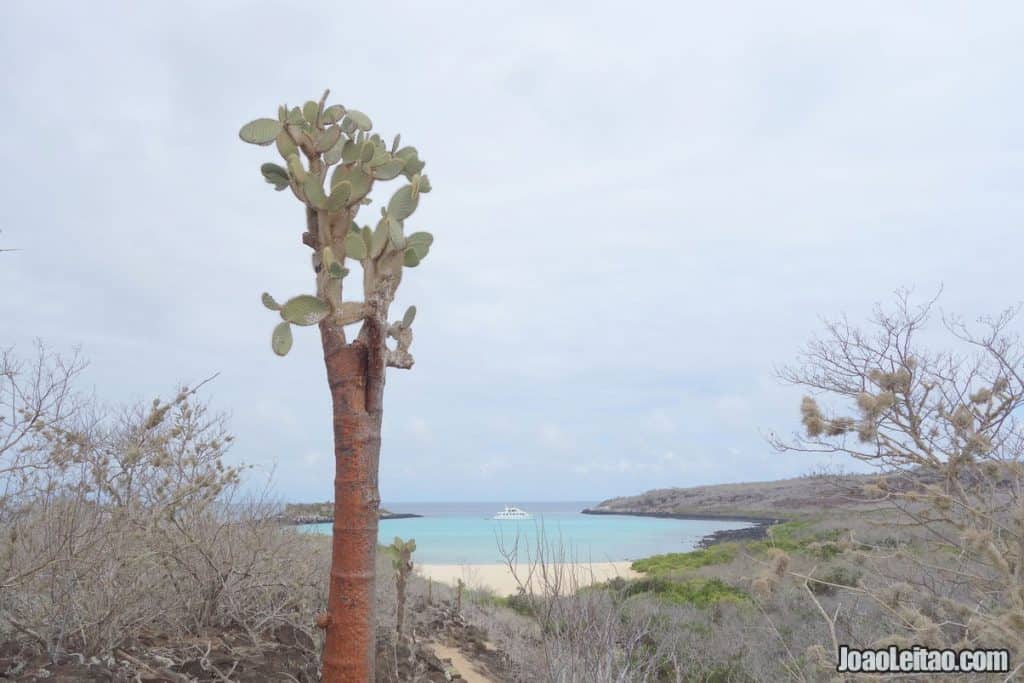 Santa Fe Island Galapagos Ecuador (3)