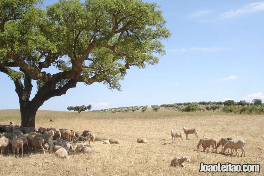  Gorgeous landscape in Alentejo in Portugal 