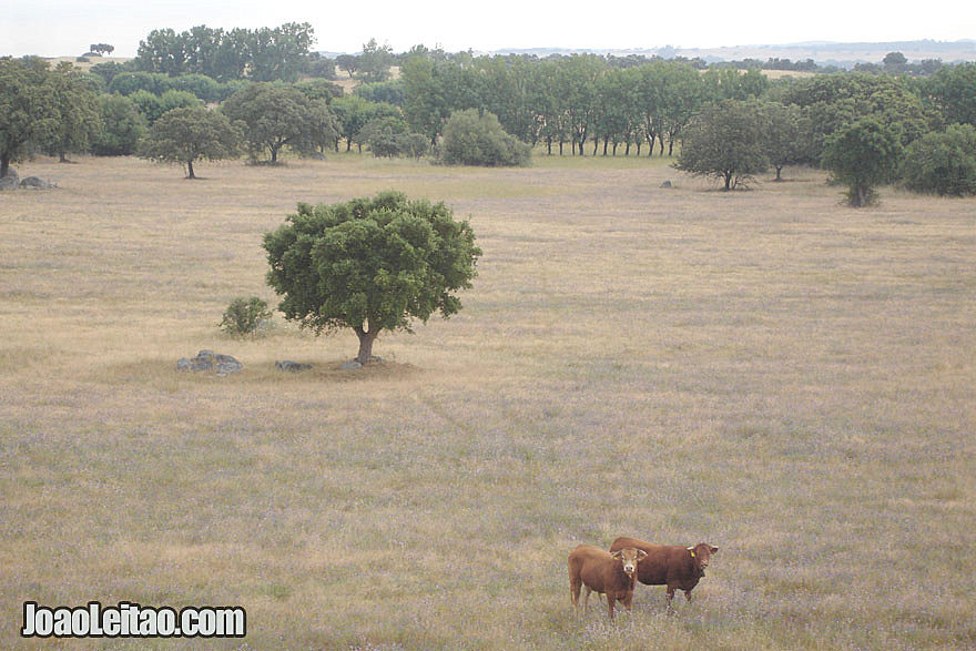 Amazing Alentejo - Cycling in Portugal - Bicycle diaries