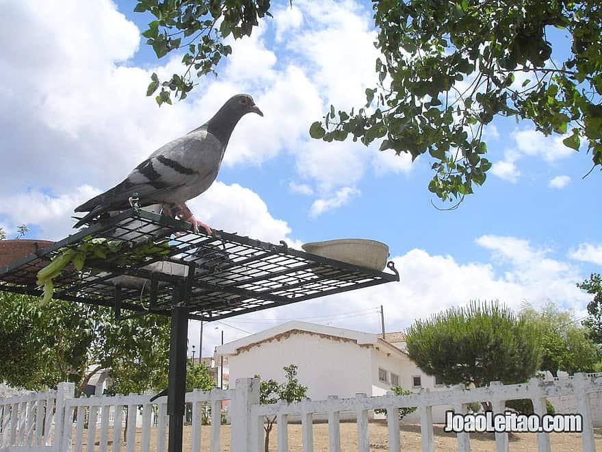 Amazing Alentejo - Cycling in Portugal - Bicycle diaries