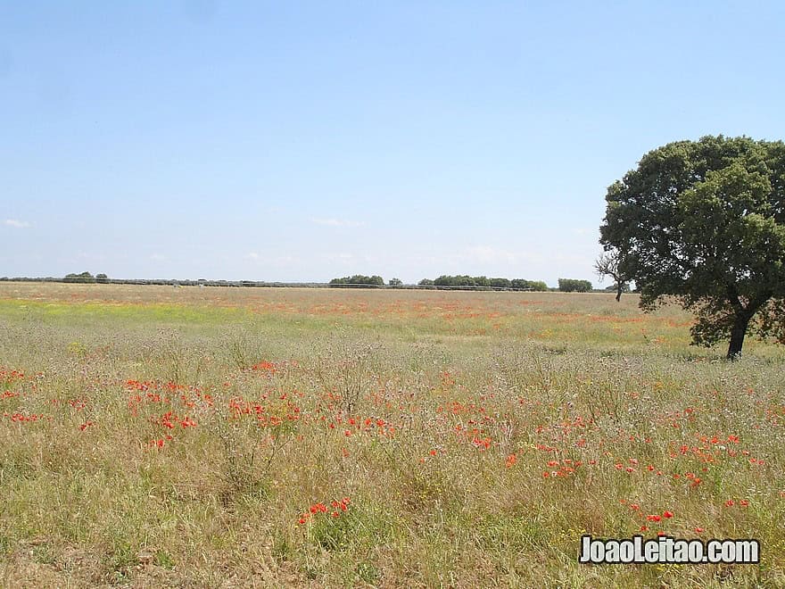 Amazing Alentejo - Cycling in Portugal - Bicycle diaries