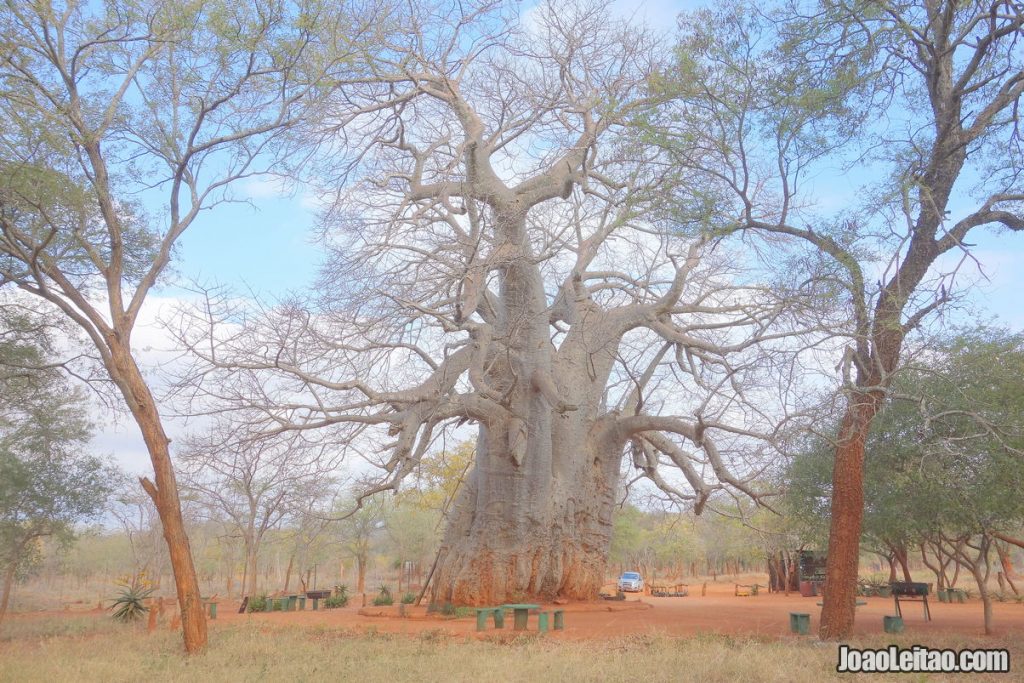 Big Baobab tree