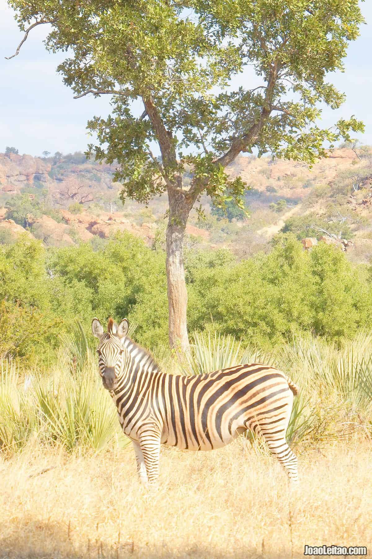 Mapungubwe National Park 