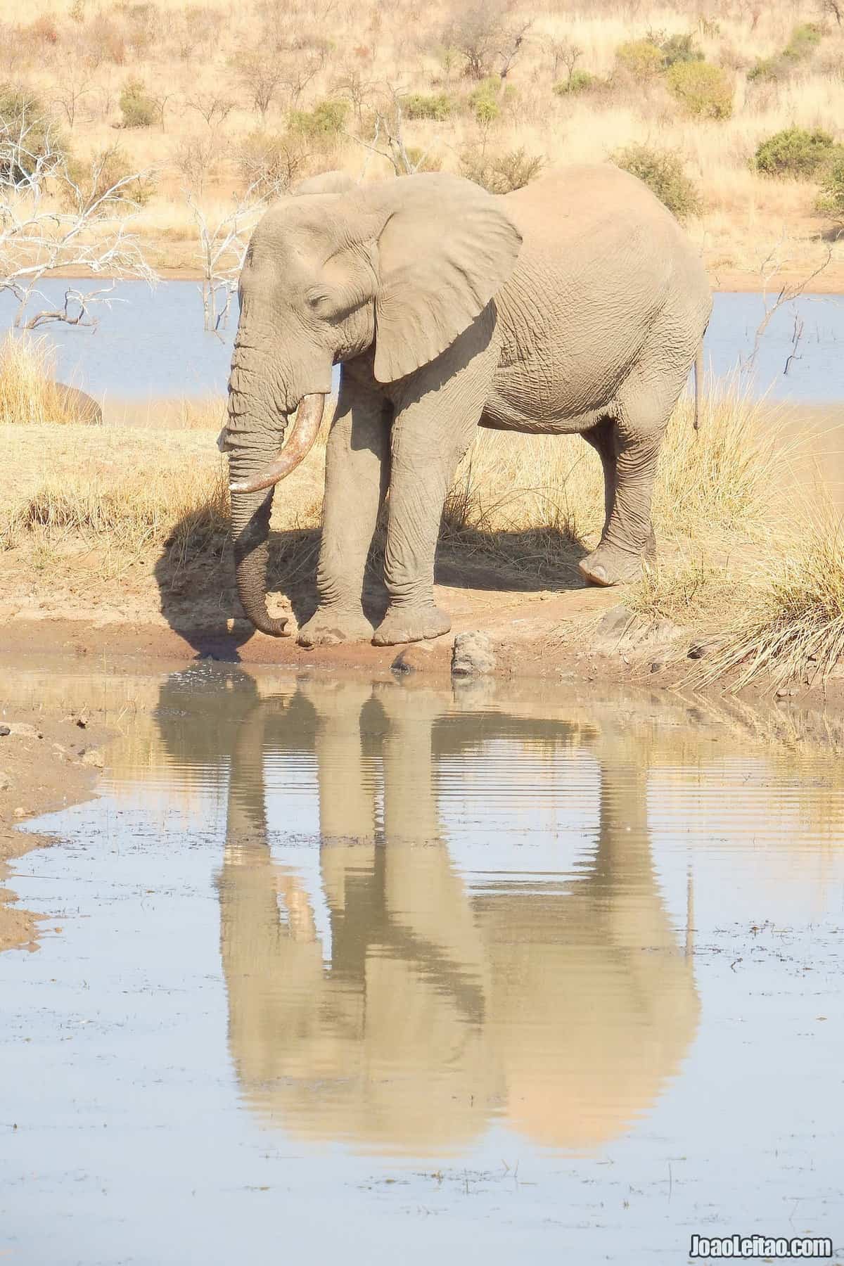 Pilanesberg National Park