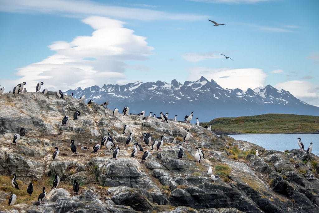 Cormorants island in Beagle Channel