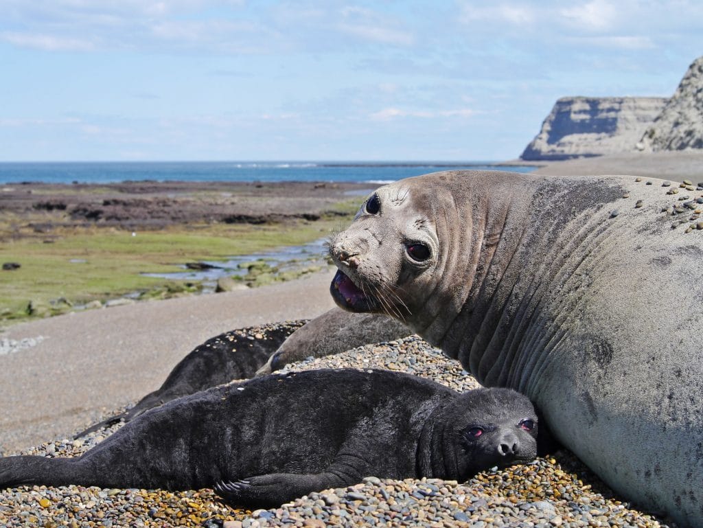 Sea elephants rest on the beach during the low tide near Puerto Madryn