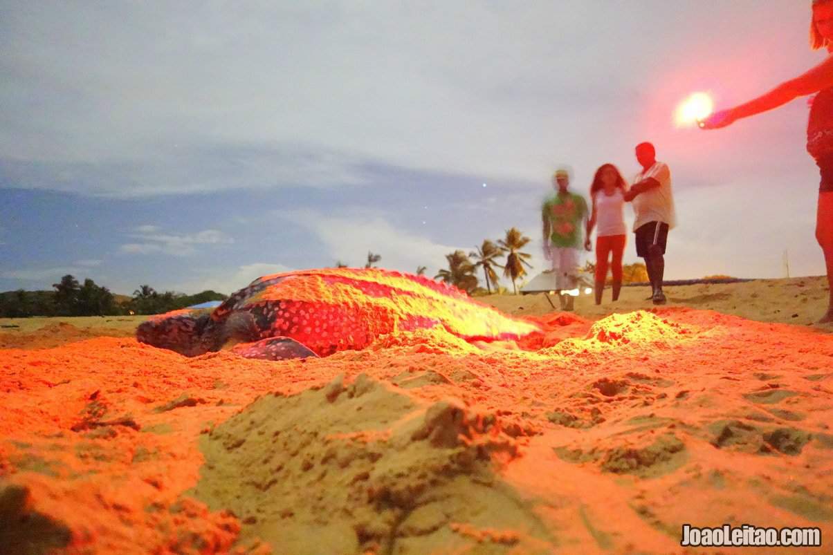 Turtle-watching in Cayenne